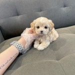 말티푸 분양, 강아지분양 60일차 검진완료 말티푸 최저가 분양중 도그짱 No1312117