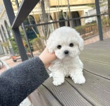 비숑프리제 분양, 강아지분양 60일차 검진완료 비숑프리제 최저가 분양중 도그짱 No1312292