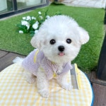 비숑프리제 분양, 강아지분양 [추가금NO]♥미니비숑/비숑분양♥ 전국 당일 이동분양 가능 ♥ 도그짱 No