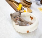 치와와 분양, 강아지분양 ★이자벨라장모치와와분양★미니치와와분양★ [추가금X] 도그짱 No1312571