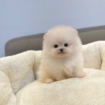 포메라니안 분양, 강아지분양 60일차 검진완료 포메라니안 최저가 분양중 도그짱 No1312594