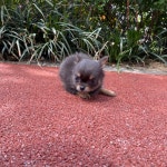 치와와 분양, 강아지분양 이자벨라 탄 장모치와와 공주님 분양해요. 도그짱 No1312890