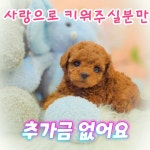 푸들 분양, 강아지분양 푸들, 말티즈, 말티푸/최저가이벤트 비숑, 몰키 도그짱 No