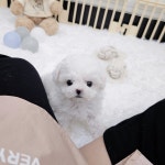 비숑프리제 분양, 강아지분양 15일 하루 할인♥눈물1도없고 미색없는 미니비숑♥ 도그짱 No