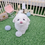 비숑프리제 분양, 강아지분양 미색 없고 깨끗한 미니비숑~♥ 도그짱 No