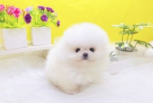 포메라니안 분양, 강아지분양 ♥포메라니안 화이트 세이블 인형이 걸어다녀요♥ 도그짱 No