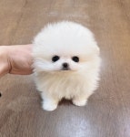 펫도우미지원 안녕하세요, 현재 반려동물과에서 반려견 교육과 미용을 공부중인 학생입니 - 도그짱 펫시터