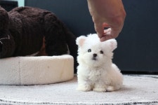 펫도우미지원 소형동물로 배변패드갈아주기. 사료및물주기.청소해주기 등등 - 도그짱 펫시터