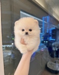 국내유일 안심분양 서비스 - 도그짱