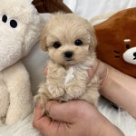 국내유일 안심분양 서비스 - 도그짱