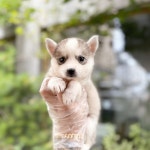 폼스키 분양, 강아지분양 ♥2개월 꼬물이 폼스키 아이들 분양중입니다♥ 40만 도그짱 No