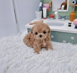 말티푸 분양, 강아지분양 미니 말티푸~♥ 도그짱 No