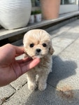 국내유일 안심분양 서비스 - 도그짱
