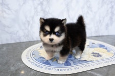 폼스키 분양, 강아지분양 파란눈 폼스키분양 도그짱 No1321879