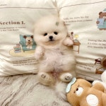 비숑프리제 분양, 강아지분양 미니비숑 분양합니다 도그짱 No1322673