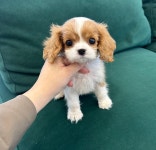 킹찰스스파니엘 분양, 강아지분양 모델같은 킹찰스스파니엘 도그짱 No1322931