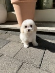 국내유일 안심분양 서비스 - 도그짱