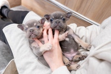 프랜치불독 분양, 강아지분양 희귀모색 라일락 프렌치불독 도그짱 No