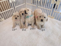 국내유일 안심분양 서비스 - 도그짱