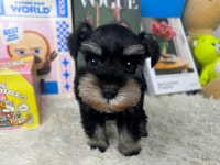 슈나우저 분양, 강아지분양 2개월 슈나우저 분양합니다 도그짱 No