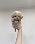 국내유일 안심분양 서비스 - 도그짱