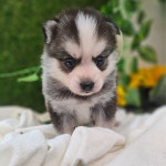 폼스키 분양, 강아지분양 아담한 사이즈의 폼스키 오션 아이 도그짱 No