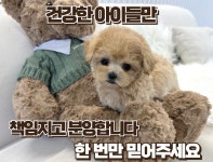 국내유일 안심분양 서비스 - 도그짱