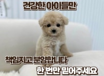국내유일 안심분양 서비스 - 도그짱