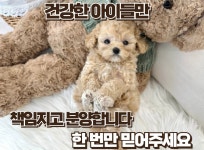 국내유일 안심분양 서비스 - 도그짱