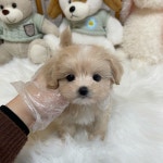 말티푸 분양, 강아지분양 무료분양, 5만원~ 저라면 우리 아이들 택합니다 도그짱 No