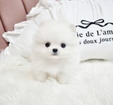 포메라니안 분양, 강아지분양 가정견♥♥화이트포메라니안 1+1용품선물세트 이벤트 전국당일분양 수도권 픽업무료 도그짱 No 포메라니안 분양... 