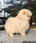 국내유일 안심분양 서비스 - 도그짱