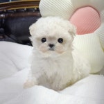 국내유일 안심분양 서비스 - 도그짱