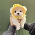 국내유일 안심분양 서비스 - 도그짱