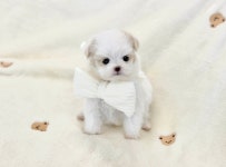 국내유일 안심분양 서비스 - 도그짱