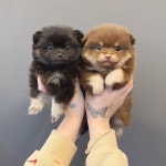 포메라니안 분양, 강아지분양 2개월포메 말티푸 비숑 푸들 모두20분양가능 도그짱 No