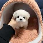 국내유일 안심분양 서비스 - 도그짱
