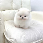 국내유일 안심분양 서비스 - 도그짱