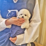 국내유일 안심분양 서비스 - 도그짱