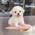 강아지분양 애견분양직거래 도그짱 98페이지