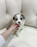 보더콜리 분양, 강아지분양 보더콜리 외 전견종 책임분양합니당 도그짱 No