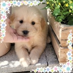 국내유일 안심분양 서비스 - 도그짱