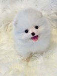 포메라니안 분양, 강아지분양 2개월 강아지 5만원~ 분양 합니다 도그짱 No1332247