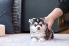 폼스키 분양, 강아지분양 폼스키 (포메 + 허스키) 이쁜 공주님 소개합니다~ 도그짱 No 폼스키 분양, 강아지분양  폼스키  (포메 + 허스키) 이쁜... 