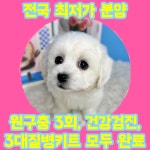 국내유일 안심분양 서비스 - 도그짱