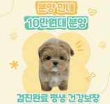 국내유일 안심분양 서비스 - 도그짱