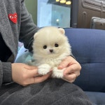 국내유일 안심분양 서비스 - 도그짱