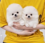 강아지분양 애견분양직거래 도그짱 37페이지