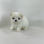 국내유일 안심분양 서비스 - 도그짱