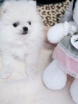 포메라니안 분양, 강아지분양 고 퀄리티 착한 분양가격 도그짱 No